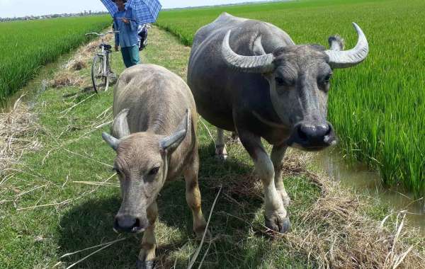 Trâu bò phải đóng phí cỏ: Quảng Bình họp gấp trả lại tiền
