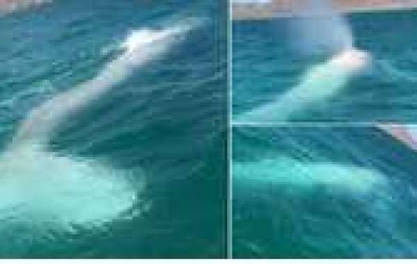 Cá voi bạch tạng hiếm gặp xuất hiện ngoài khơi Mexico