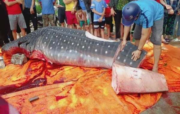 Con cá khổng lồ ngư dân Sầm Sơn xẻ thịt bán là cá nhám voi quý hiếm
