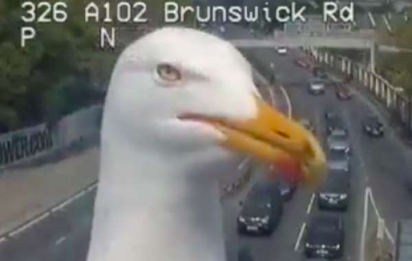 Con chim hỗn xược chắn mất camera giao thông chẳng hiểu sao thu hút tới 2,84 triệu views