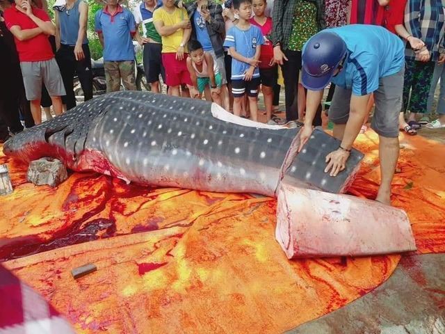 Con cá khổng lồ ngư dân Sầm Sơn xẻ thịt bán là cá nhám voi quý hiếm