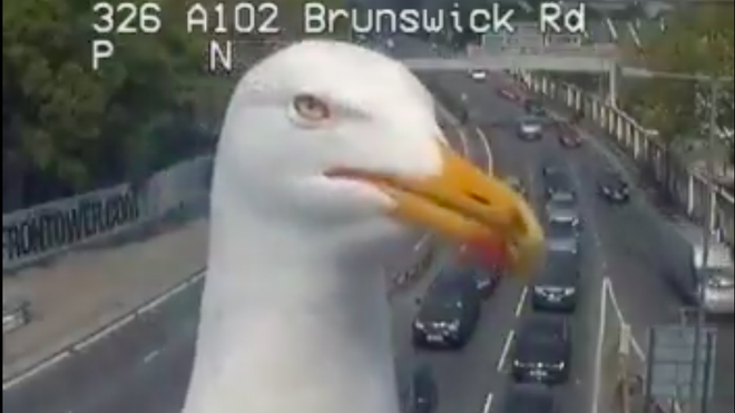 Con chim hỗn xược chắn mất camera giao thông chẳng hiểu sao thu hút tới 2,84 triệu views - Ảnh 1.