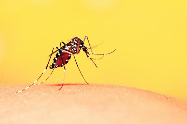 Triệu chứng dễ nhầm sốt xuất huyết và sốt thường, để lâu nguy hiểm tính mạng
