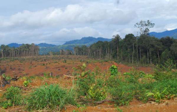 Hơn 11.000 “sổ đỏ” bị ách lại vì có nguồn gốc đất rừng