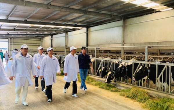 “Resort" bò sữa Tây Ninh là hạt nhân để xây dựng vùng chăn nuôi bò sữa an toàn dịch bệnh