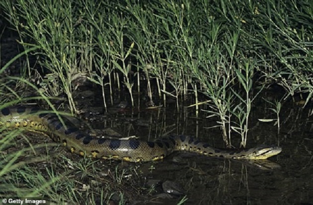 Siêu Đập Tam Hiệp xuất hiện loài sinh vật kỳ bí, nghi là trăn khổng lồ Anaconda