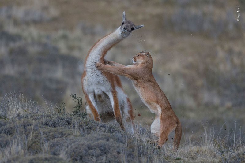 Bức ảnh tên sói dọa hú hồn chú sóc nhận Giải Nhất cuộc thi Nhiếp ảnh động vật hoang dã 2019 - Ảnh 10.