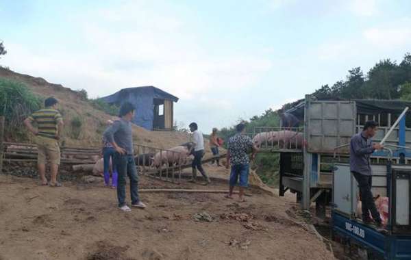 Kiểm soát chặt vận chuyển lợn qua biên giới sang nước láng giềng