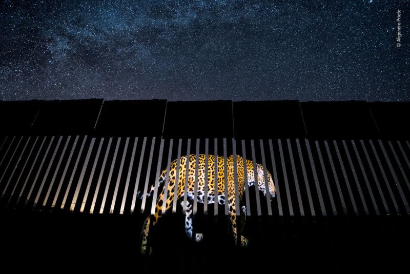 Bức ảnh tên sói dọa hú hồn chú sóc nhận Giải Nhất cuộc thi Nhiếp ảnh động vật hoang dã 2019 - Ảnh 16.