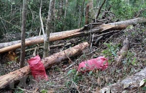 Tỉnh Đắk Nông chỉ đạo điều tra, xử lý việc bức tử rừng thông phòng hộ