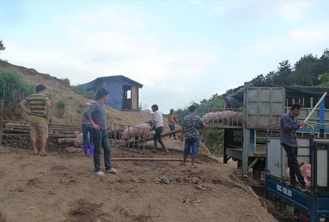 Kiểm soát chặt vận chuyển lợn qua biên giới sang nước láng giềng