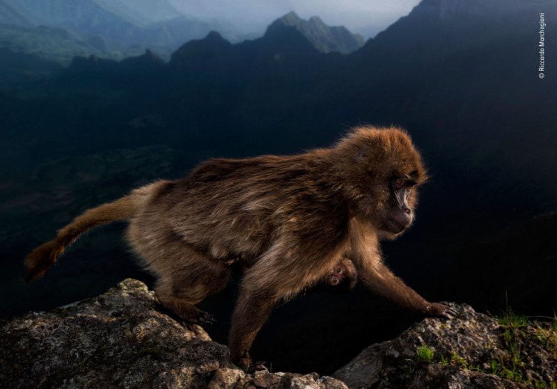 Bức ảnh tên sói dọa hú hồn chú sóc nhận Giải Nhất cuộc thi Nhiếp ảnh động vật hoang dã 2019 - Ảnh 4.