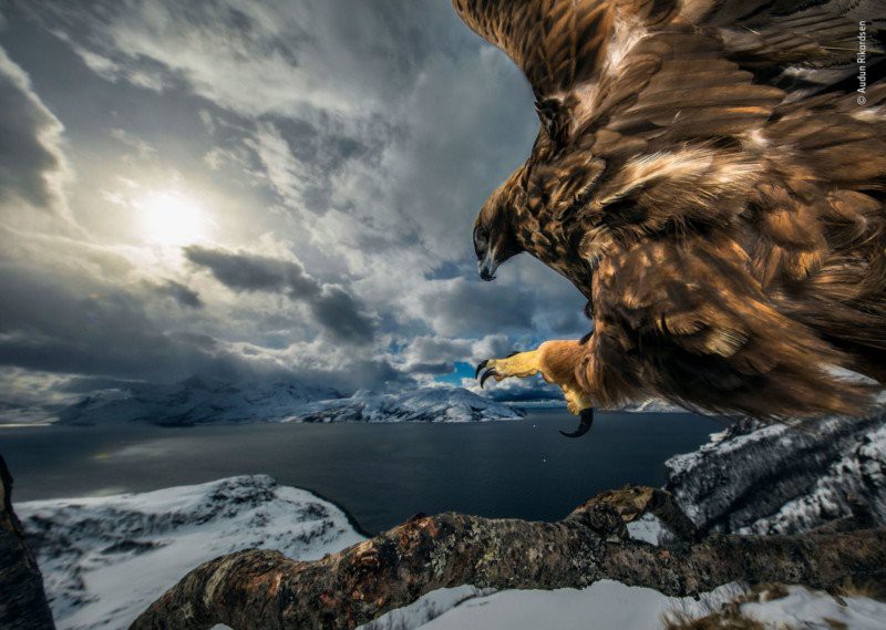 Bức ảnh tên sói dọa hú hồn chú sóc nhận Giải Nhất cuộc thi Nhiếp ảnh động vật hoang dã 2019 - Ảnh 8.