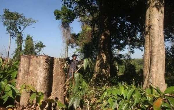Điều tra vụ khu bảo tồn thuê người đốn hạ cây rừng tự nhiên