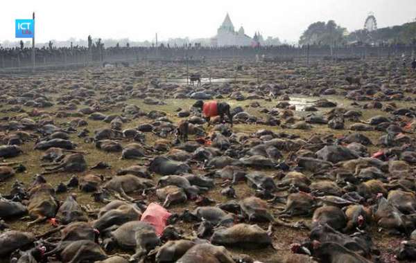 Rợn người tại lễ hiến tế động vật đẫm máu nhất thế giới