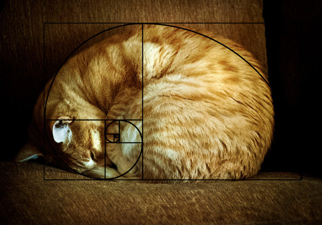 [Chùm ảnh vui] Tỉ lệ vàng Fibonacci đã chứng minh: Mèo là loài động vật hoàn hảo - Ảnh 8.