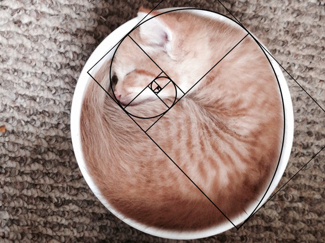 [Chùm ảnh vui] Tỉ lệ vàng Fibonacci đã chứng minh: Mèo là loài động vật hoàn hảo - Ảnh 6.