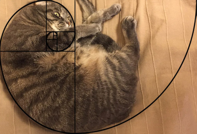 [Chùm ảnh vui] Tỉ lệ vàng Fibonacci đã chứng minh: Mèo là loài động vật hoàn hảo - Ảnh 3.