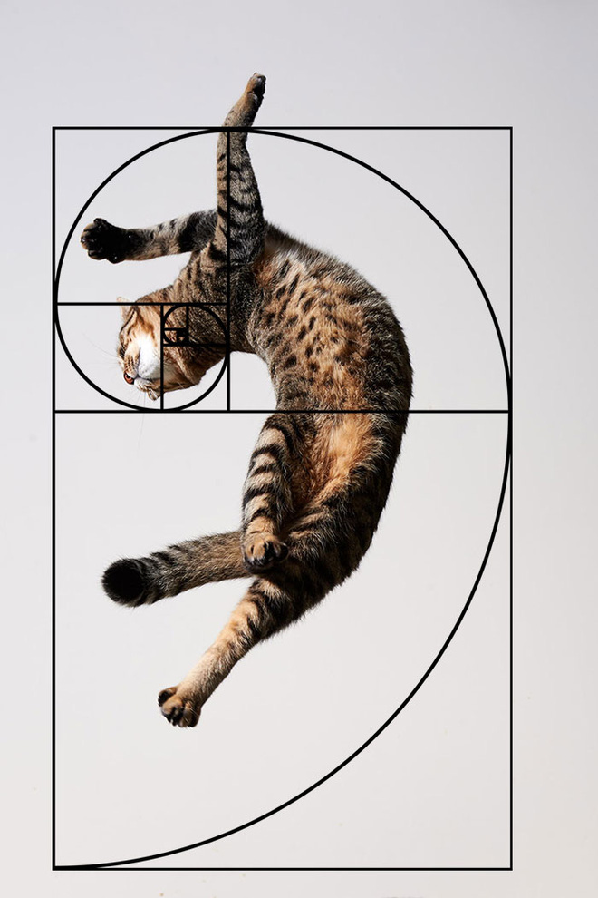 [Chùm ảnh vui] Tỉ lệ vàng Fibonacci đã chứng minh: Mèo là loài động vật hoàn hảo - Ảnh 5.