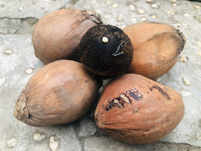 Bonsai độc đáo từ quả dừa khô bỏ đi của người đàn ông Sài Gòn