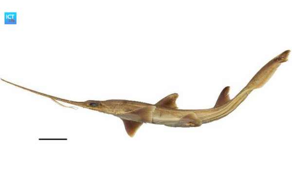 Phát hiện hai loài cá mập lưỡi cưa sáu mang mới