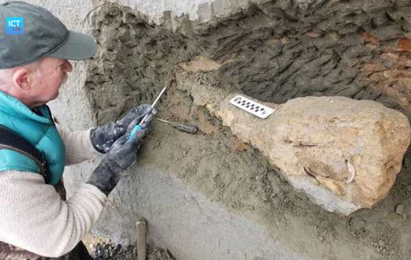 Vách đá xói mòn để lộ hóa thạch 15 triệu năm tuổi
