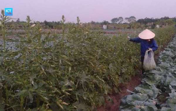 Hà Nội: Mô hình trồng rau an toàn ở xã Yên Mỹ, Thanh Trì đạt tiêu chuẩn Vietgap