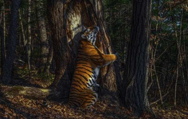 Bộ sưu tập ảnh thiên nhiên của năm: Hổ Sibera ôm cây, chú khỉ "chill" và con kiến bám lấy bọ cánh cam