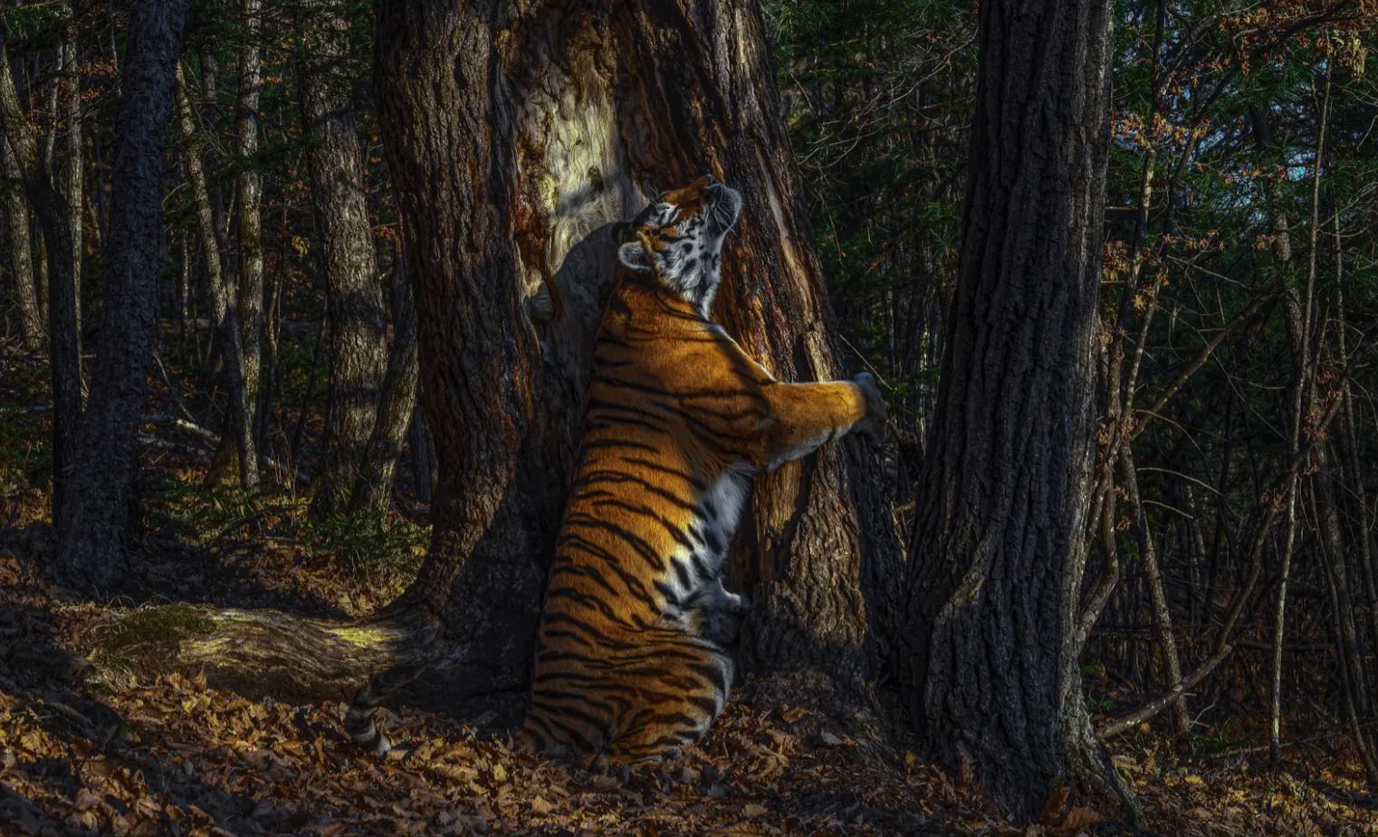 Bộ sưu tập ảnh thiên nhiên của năm: Hổ Sibera ôm cây, chú khỉ chill và con kiến bám lấy bọ cánh cam - Ảnh 1.