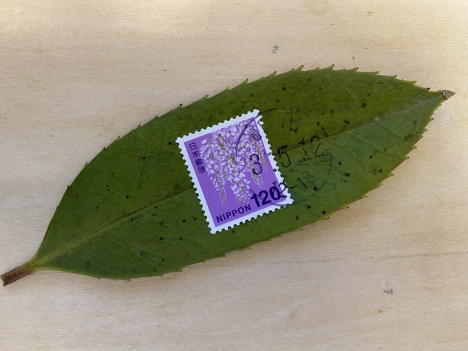 Đẳng cấp dịch vụ bưu chính Nhật Bản: Chỉ cần dán tem, một chiếc lá cũng được chuyển giao nguyên vẹn - Ảnh 1.